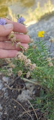 Mentha cervina