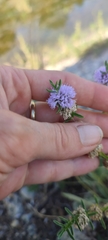 Mentha cervina