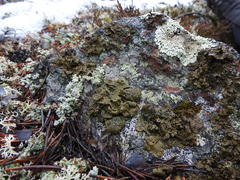 Umbilicaria hyperborea
