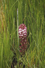 Disa albomagentea