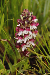 Disa albomagentea