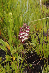 Disa albomagentea