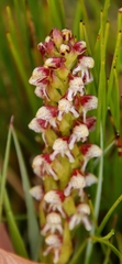 Disa obtusa