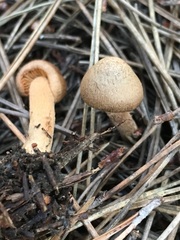 Inocybe cinnamomea