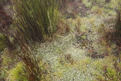 Cliffortia tricuspidata