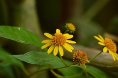 Tilesia baccata