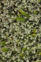 Cliffortia tricuspidata