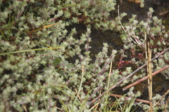 Cliffortia tricuspidata