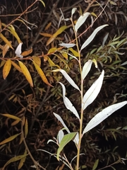 Salix alba