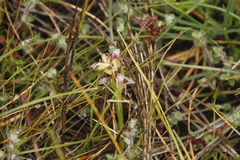 Cliffortia tricuspidata