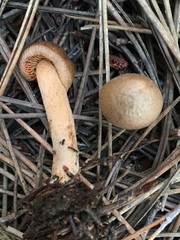 Inocybe cinnamomea