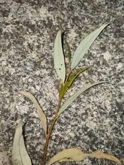 Salix alba