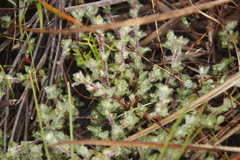Cliffortia tricuspidata
