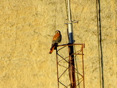 Falco sparverius