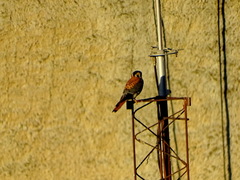 Falco sparverius