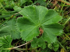 Alchemilla strigosula