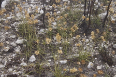Geochloa rufa