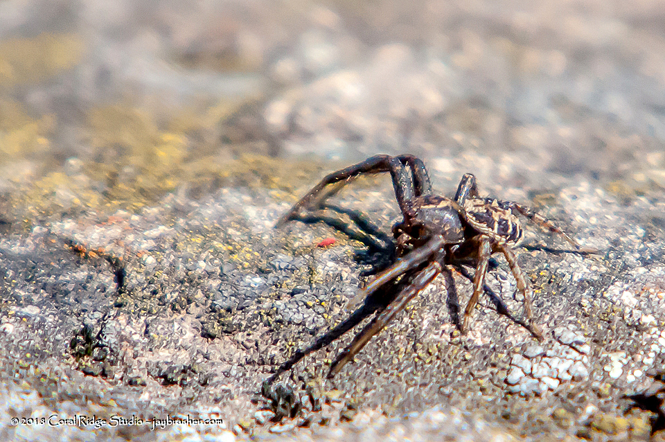 Emerton's Crab Spider