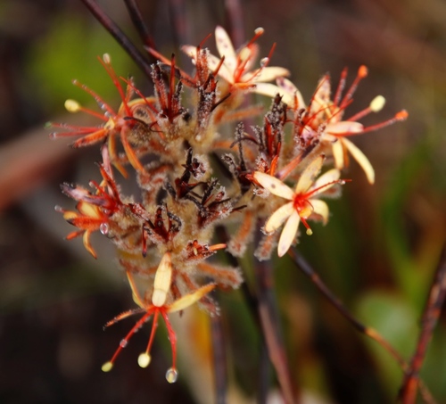 Image of Dilatris viscosa by (c) Tony Rebelo, some rights reserved (CC BY-SA)