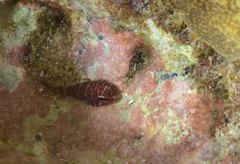 Acyrtus rubiginosus
