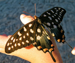 Pharmacophagus antenor