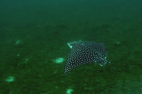 Eagle ray