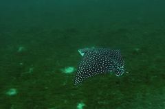 Eagle ray