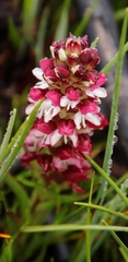 Disa albomagentea