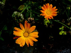 Calendula