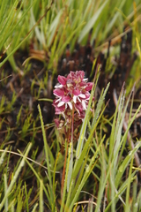 Disa albomagentea