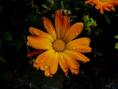 Calendula