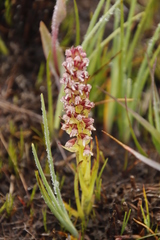 Disa obtusa