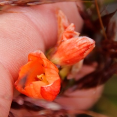 Gladiolus brevitubus