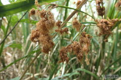 Androtrichum giganteum