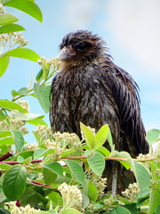 Daptrius chimango