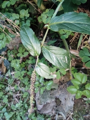 Veronicastrum caulopterum
