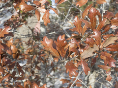 Quercus × harbisonii