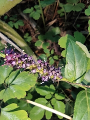 Veronicastrum caulopterum