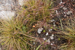 Gladiolus brevitubus