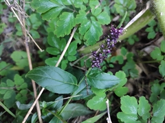 Veronicastrum caulopterum