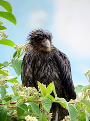 Daptrius chimango