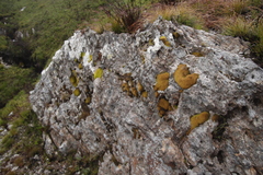 Hypodontium pomiforme