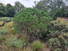 Senecio barbertonicus
