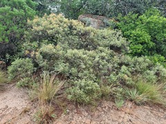 Searsia magalismontana magalismontana