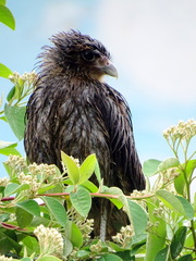 Daptrius chimango
