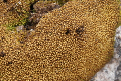 Hypodontium pomiforme