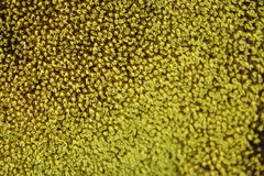 Hypodontium pomiforme