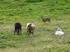 Odocoileus virginianus ustus