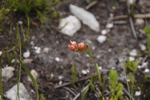 Image of Gladiolus brevitubus by (c) Tony Rebelo, some rights reserved (CC BY-SA)