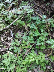 Corydalis sheareri